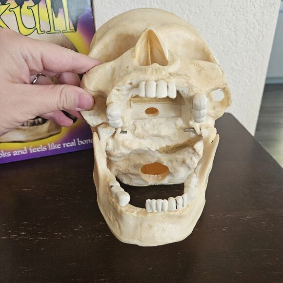 Vintage Halloween Skull Blow Mold Hinged Moveable Jaw Paper Magic Group - Picture 2 of 10